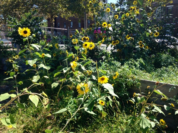 South Jamaica Sunflowers