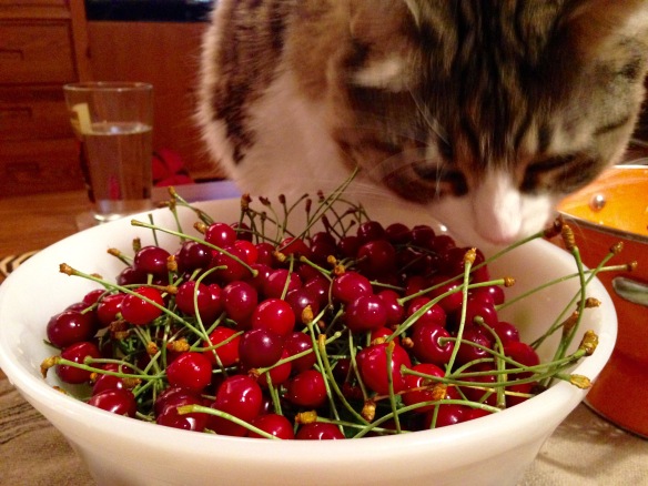 Sour Cherries and Oona